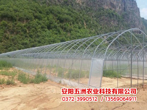 钢管大棚