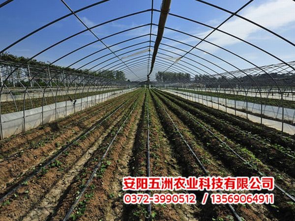 钢管大棚