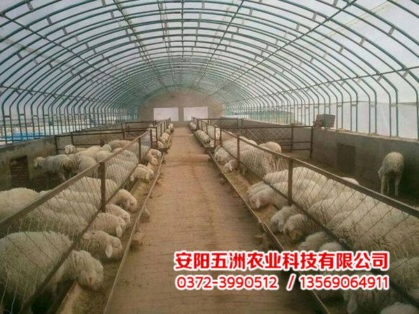 钢管大棚